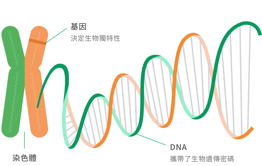 延伸說明：什麼是基因？
