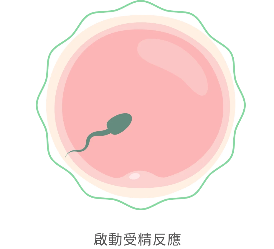 啟動受精反應