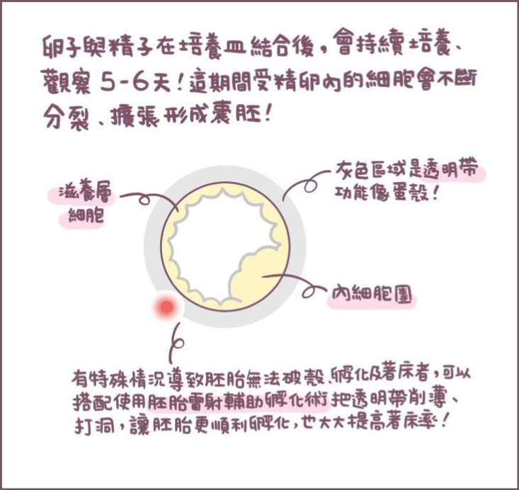為什麼凍胚-2/不死兔圖文授權
