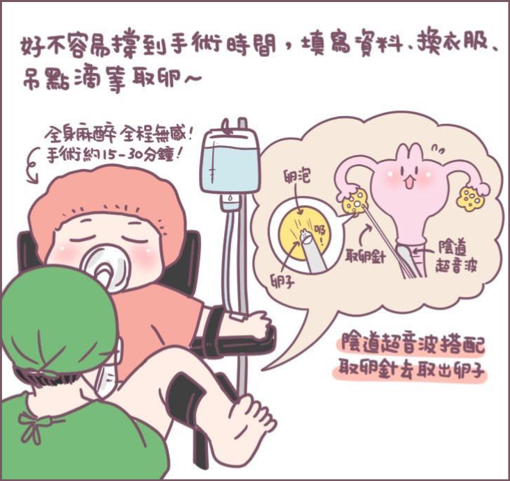 取卵手術過程分享-11/不死兔圖文授權