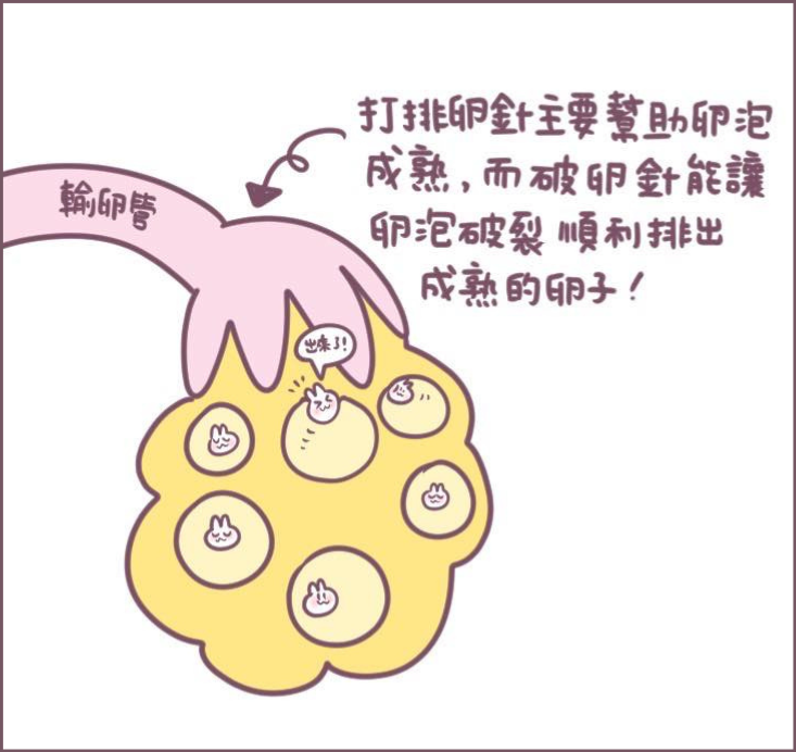 施打排卵針過程分享-4/不死兔圖文授權