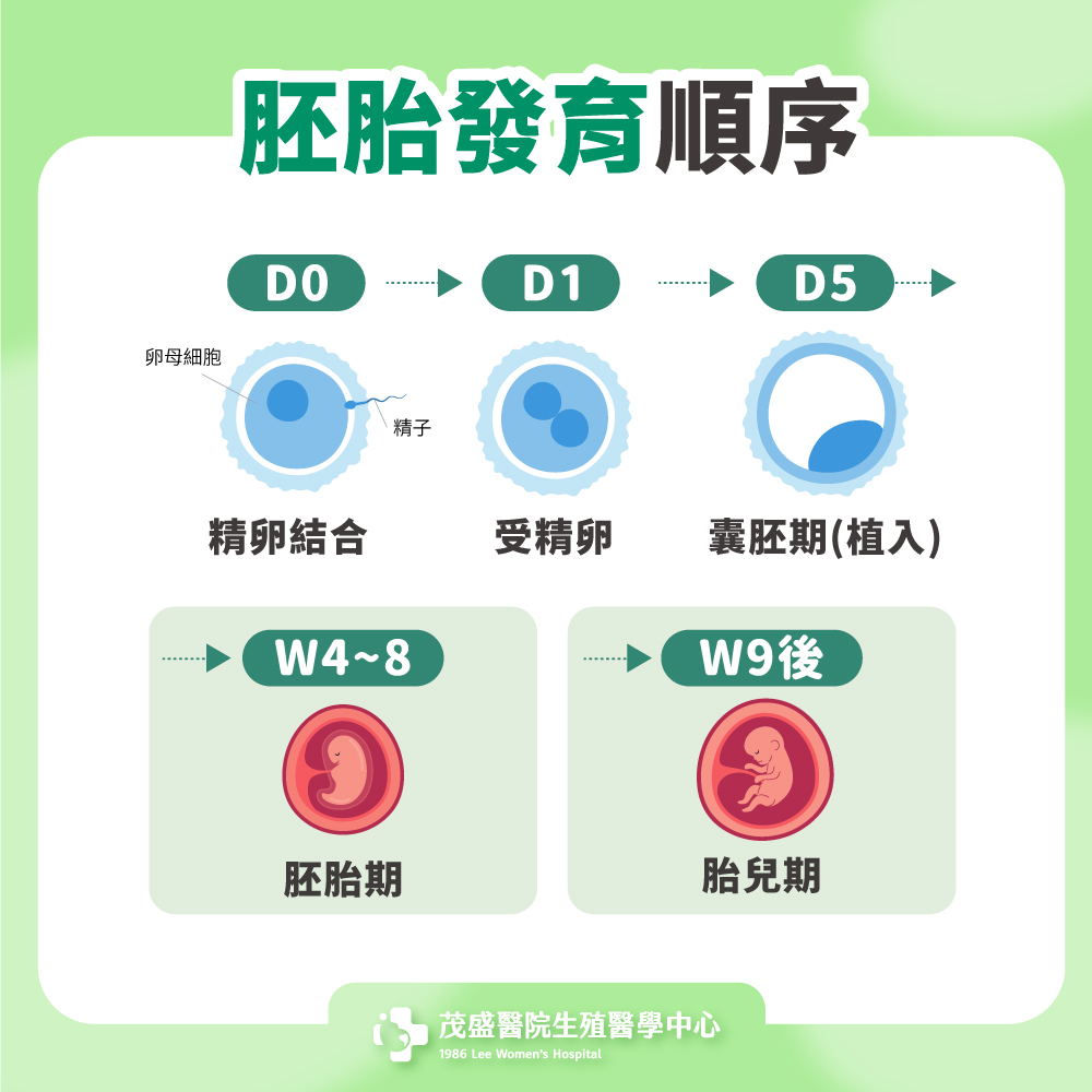胚胎發育順序