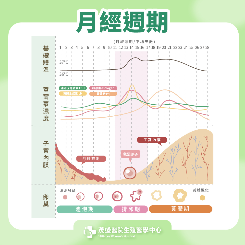 月經週期